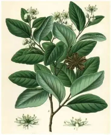 What Are the Advantages of Using Quillaja Saponin Extract in Natural Products?